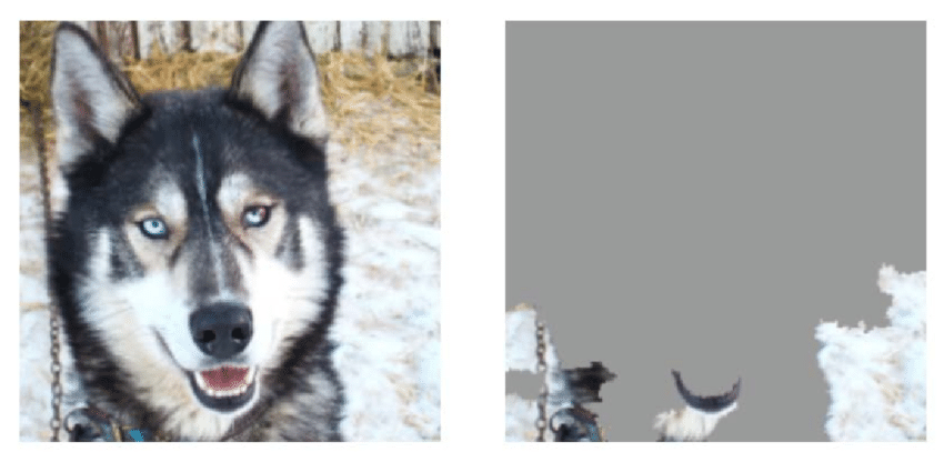 Husky with snowy backdrop misclassified as wolf.